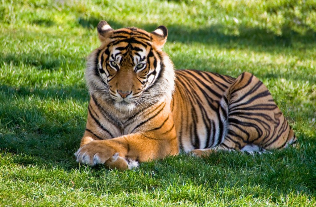 tiger lying on green grass