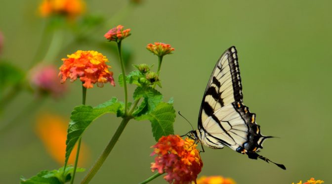 You are becoming a butterfly flitting from flower to flower –  discovering that your new world is so much brighter and larger than your  former outer-directed world.